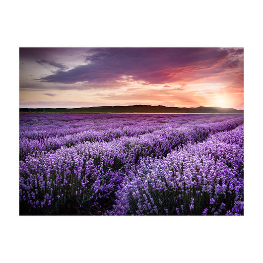 Schilderij Bloeiend Lavendelveld