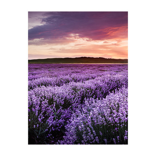 Schilderij Bloeiend Lavendelveld