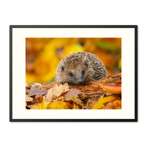 Poster in Lijst Herfstsnuffel