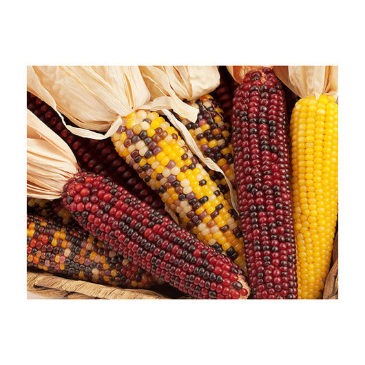 Schilderij Kleurrijk Maïsmozaïek