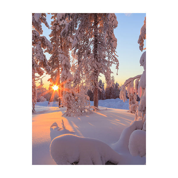 Schilderij Magisch Winterbos