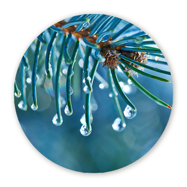 Muurcirkel Blauwe Spar met Waterdruppels