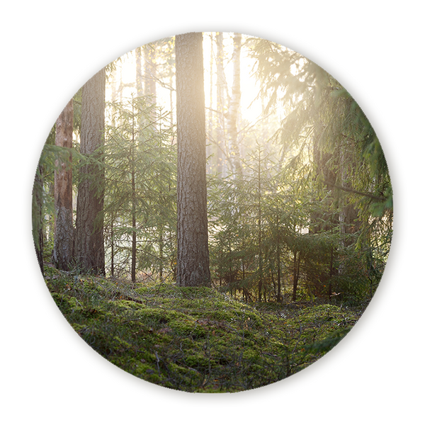 Muurcirkel Bosrijke Mysterie