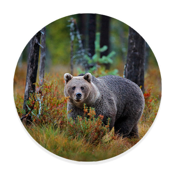 Muurcirkel Bruine Beer in Herfstbos