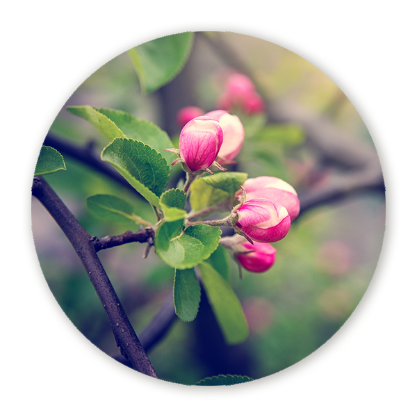 Muurcirkel Lenteknoppen in Zacht Licht