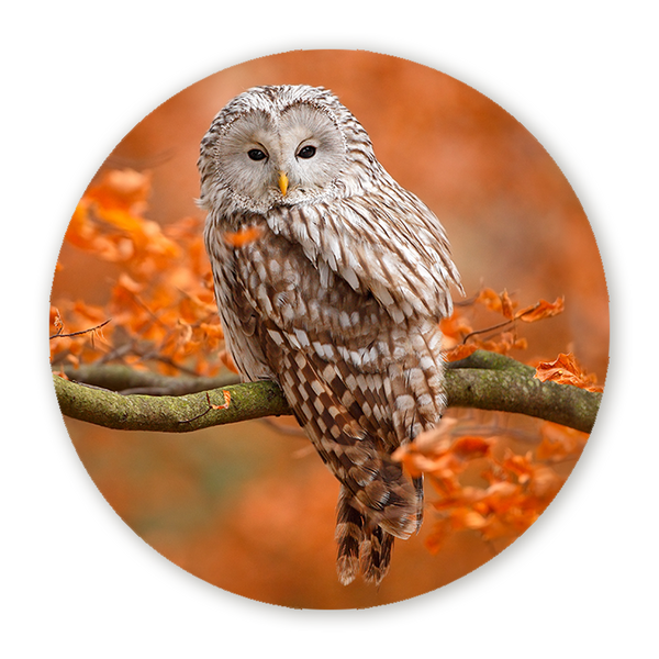 Muurcirkel Mystieke Uil