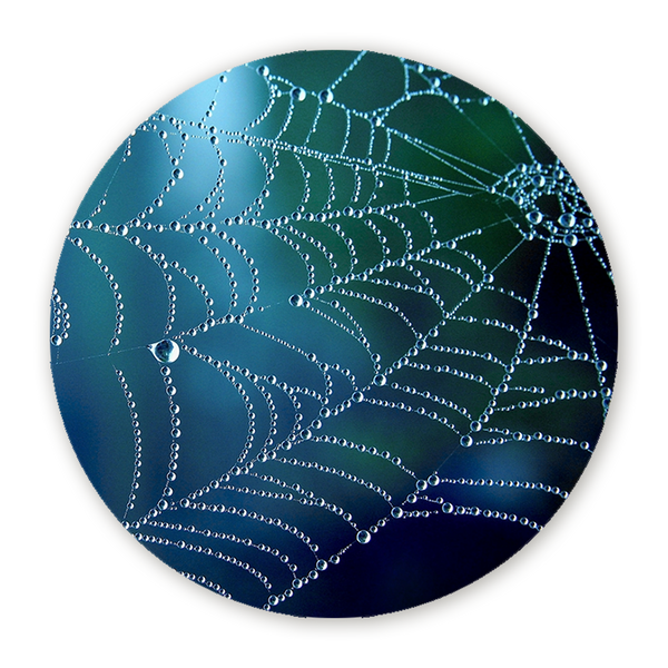 Muurcirkel Regenpatroon op een Spinnenweb