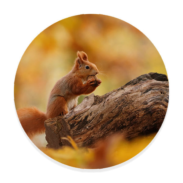 Muurcirkel Rode Eekhoorn