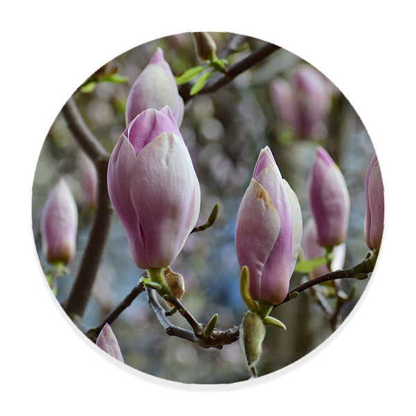 Muurcirkel Roze Magnolia's