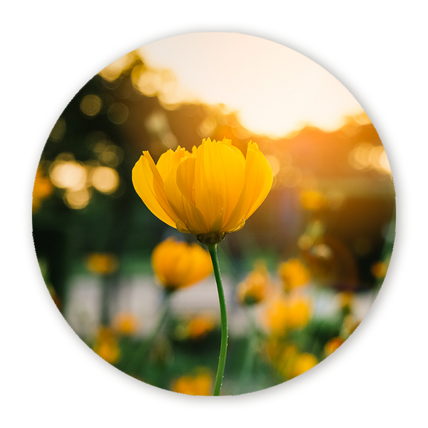 Muurcirkel Veld van Bloeiende Gele Bloemen