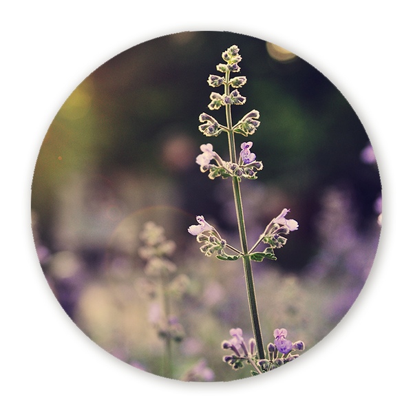 Muurcirkel Veld van Lavendelbloemen