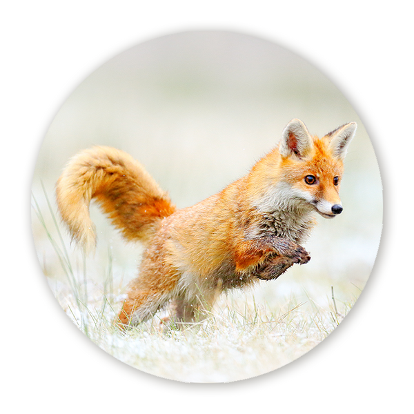 Muurcirkel Vos in Winterwonderland