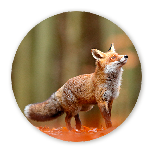 Muurcirkel Vos in het Woud