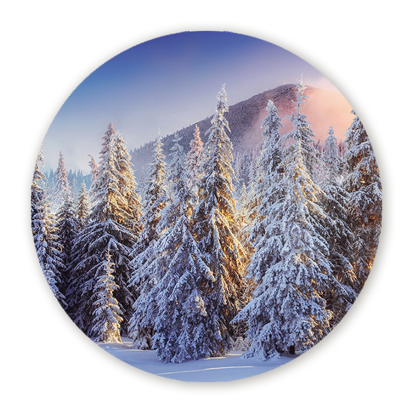 Muurcirkel Winterwoud