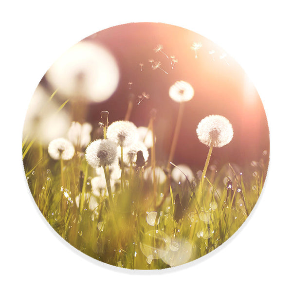 Muurcirkel Pluizige Paardenbloemen