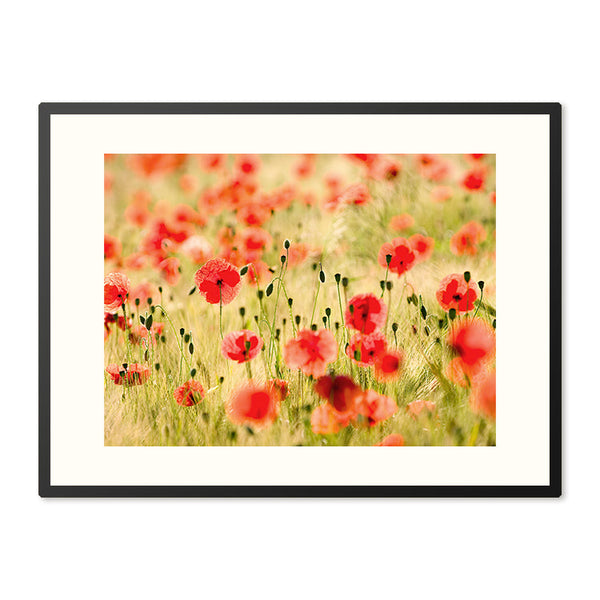 Poster in Lijst Vurige Klaprozen