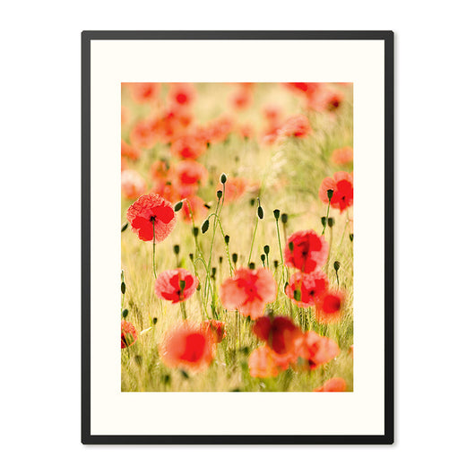 Poster in Lijst Vurige Klaprozen