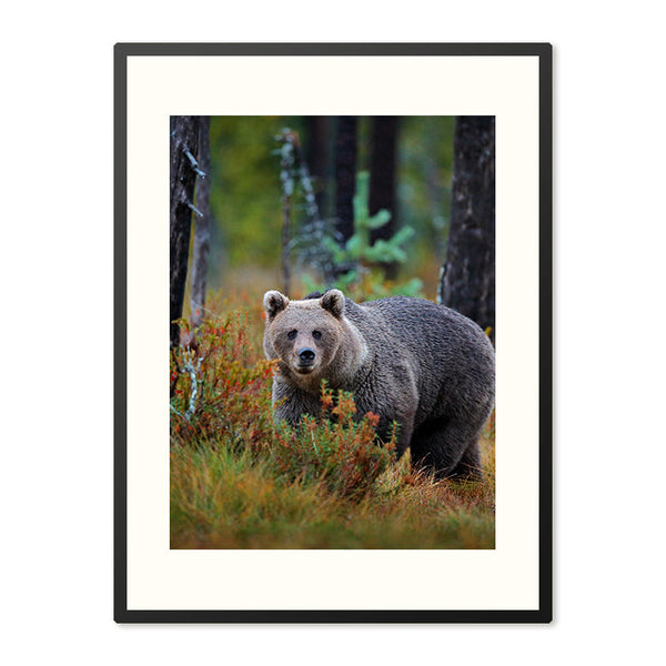 Poster in Lijst Bruine Beer in Herfstbos