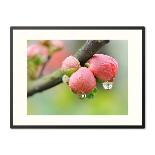 Poster in Lijst Roze Ontluikende Bloemknoppen