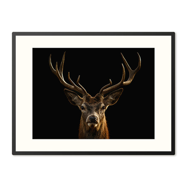 Poster in Lijst Edelhert