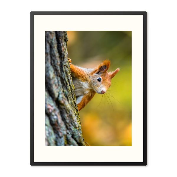 Poster in Lijst Eekhoorn in Herfstbos