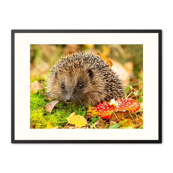Poster in Lijst Egel in Herfstlandschap