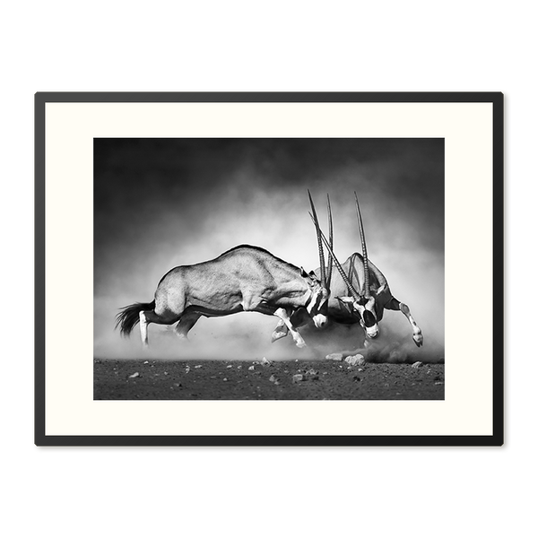 Poster in Lijst Gehoornde Rivalen