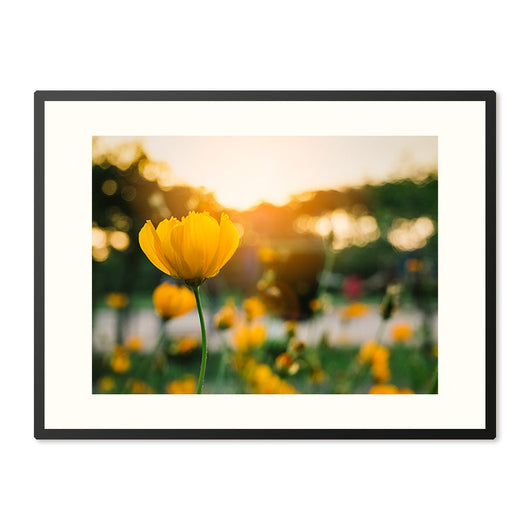 Poster in Lijst Veld van Bloeiende Gele Bloemen