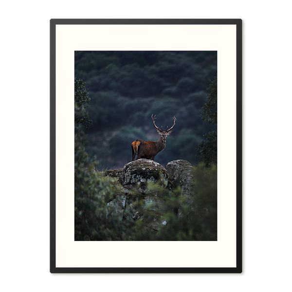 Poster in Lijst Hert bij Schemer