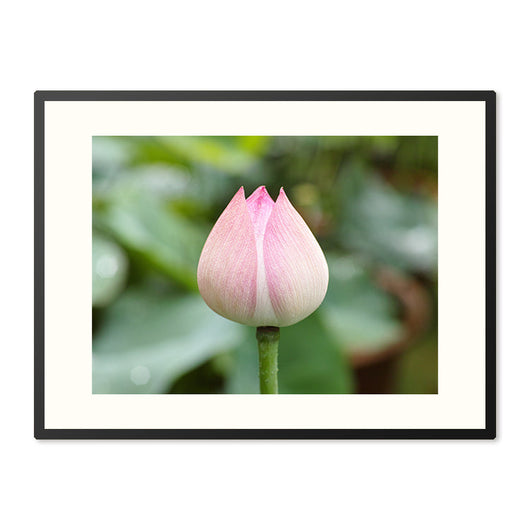 Poster in Lijst Lotus Bloem