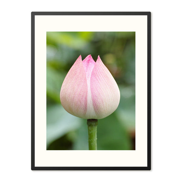 Poster in Lijst Lotus Bloem