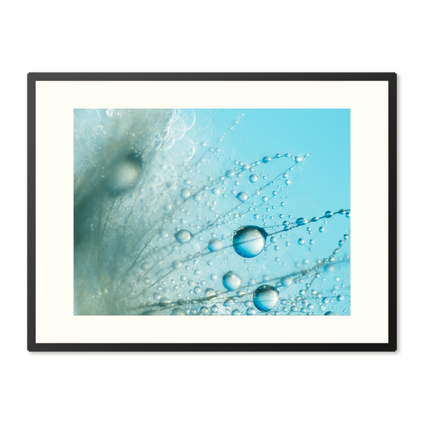Poster in Lijst Prachtige Dauwdruppels op Paardenbloem
