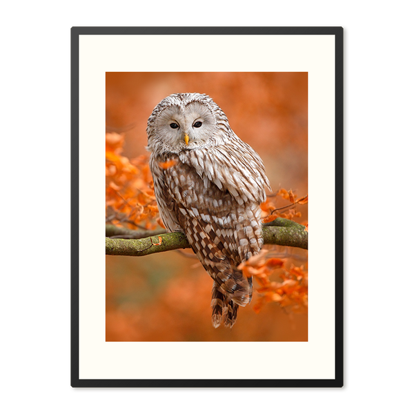 Poster in Lijst Mystieke Uil