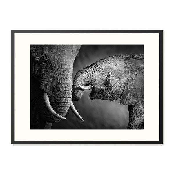 Poster in Lijst Olifanten Genegenheid