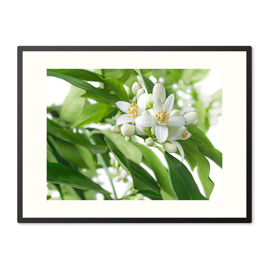 Poster in Lijst Citrusbloesems in volle Pracht