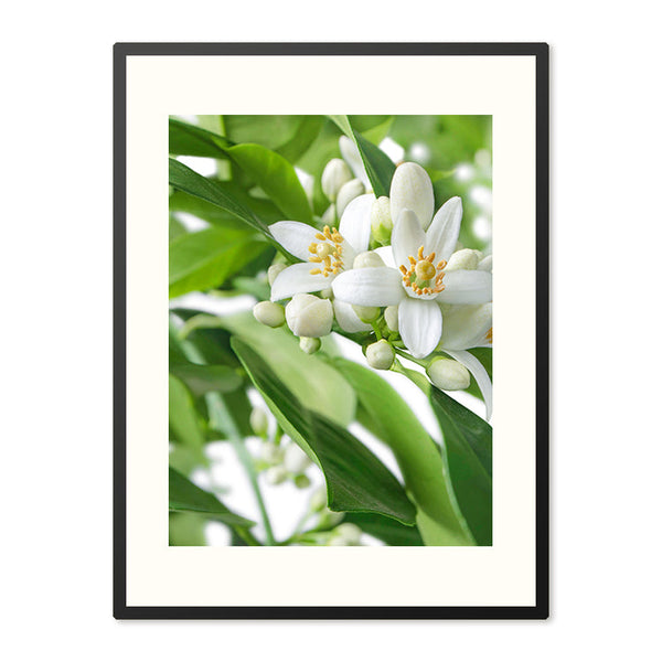 Poster in Lijst Citrusbloesems in volle Pracht