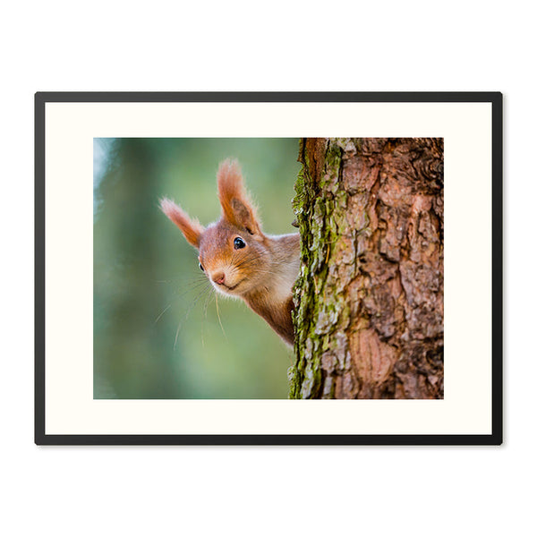 Poster in Lijst Nieuwsgierige Rode Eekhoorn