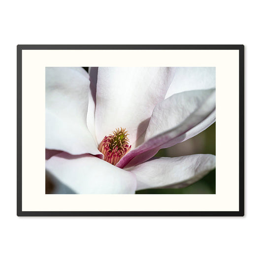 Poster in Lijst Magnolia Bloesem