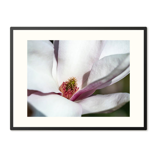 Poster in Lijst Magnolia Bloesem