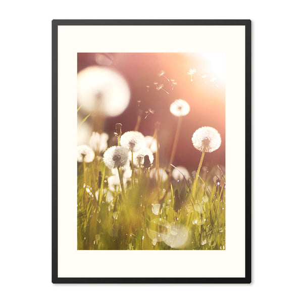 Poster in Lijst Pluizige Paardenbloem