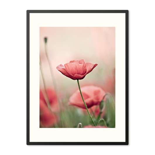 Poster in Lijst Klaproos in Zacht Licht