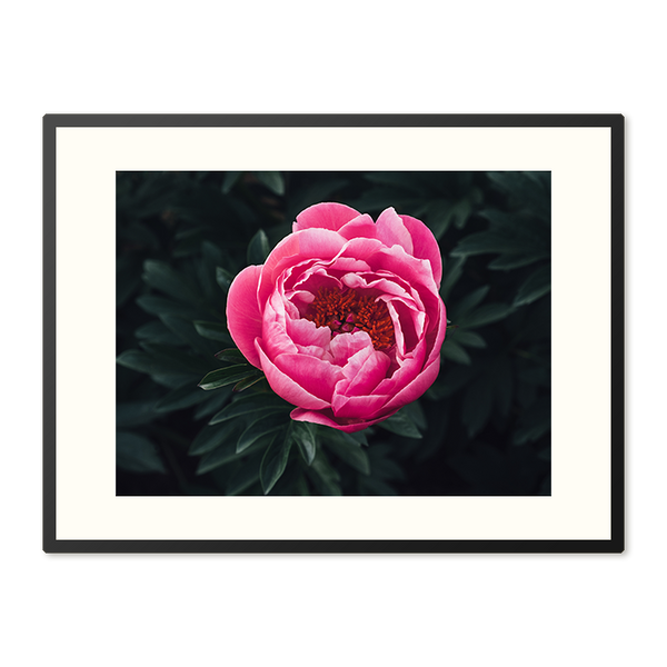 Poster in Lijst Prachtige Rose Pioenroos