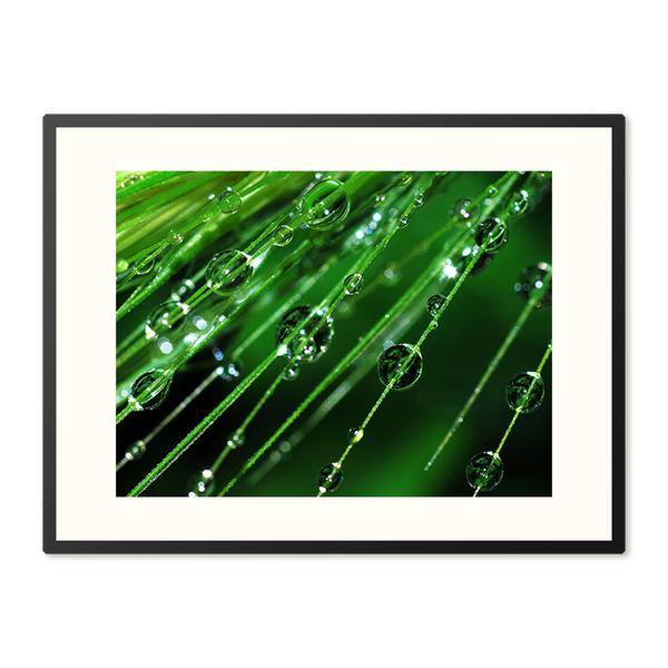 Poster in Lijst Regendruppels op een plant