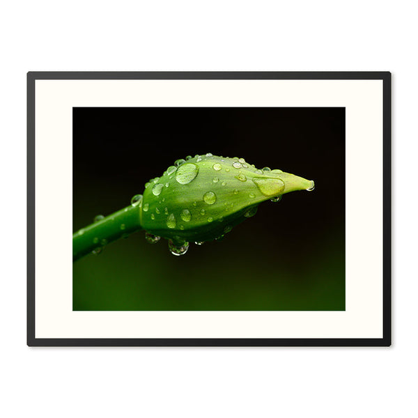 Poster in Lijst Parels van Regen op Lenteknop