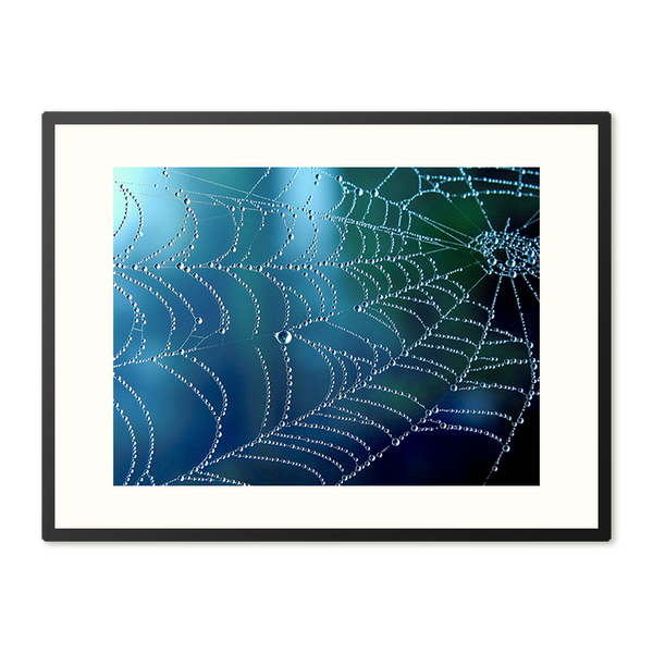 Poster in Lijst Regenpatroon op een Spinnenweb