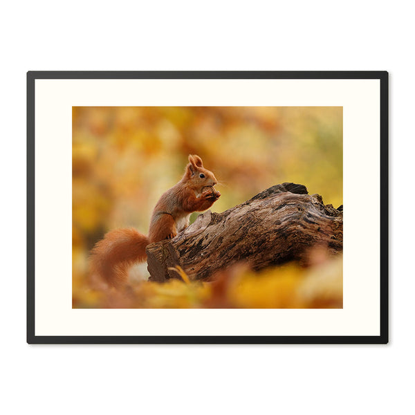 Poster in Lijst Rode Eekhoorn