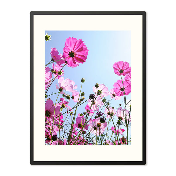 Poster in Lijst Roze bloemen en blauwe hemel