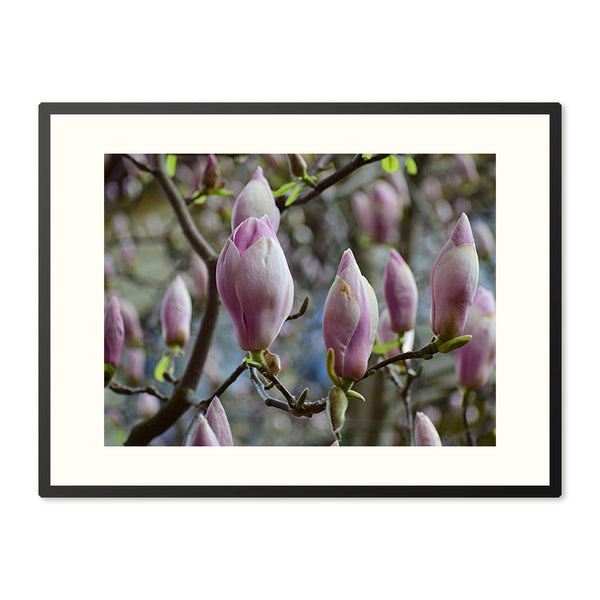 Poster in Lijst Roze Magnolia's