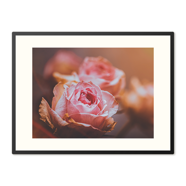 Poster in Lijst Roze Rozen