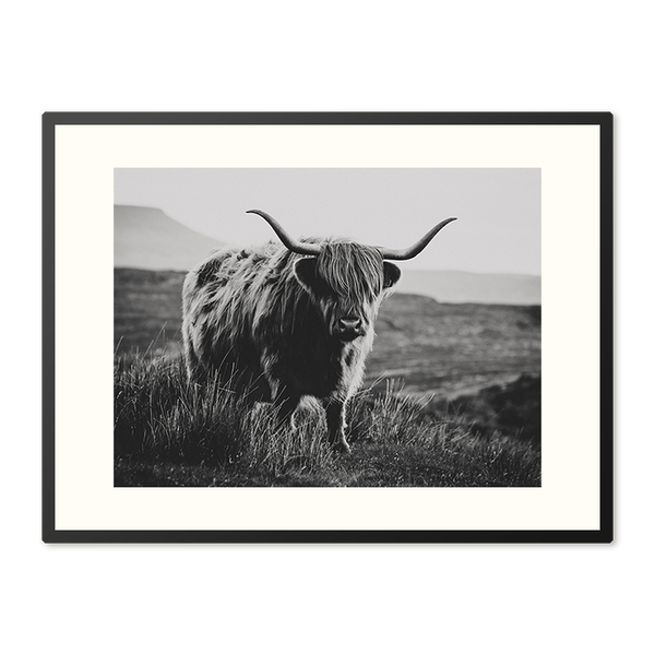 Poster in Lijst Schotse Hooglander